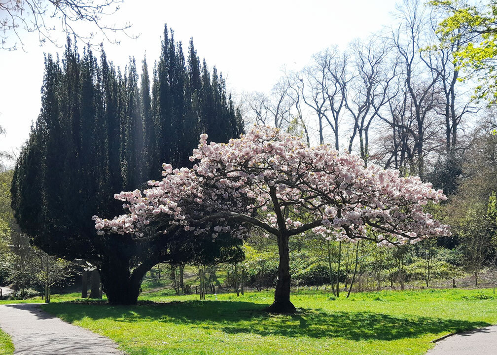 Dark Yew, Pale Blossom